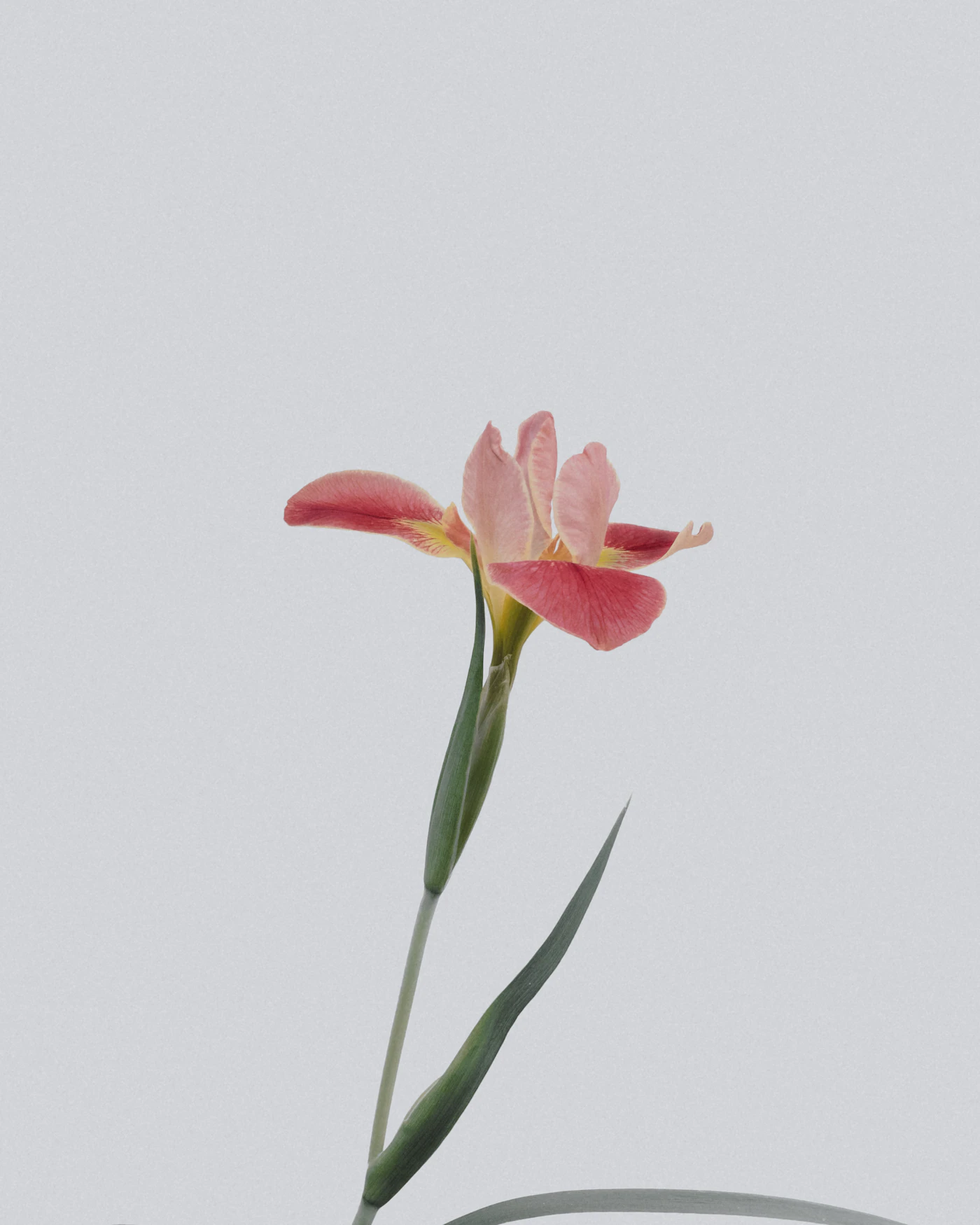 Fiore rosa isolato su fondo chiaro