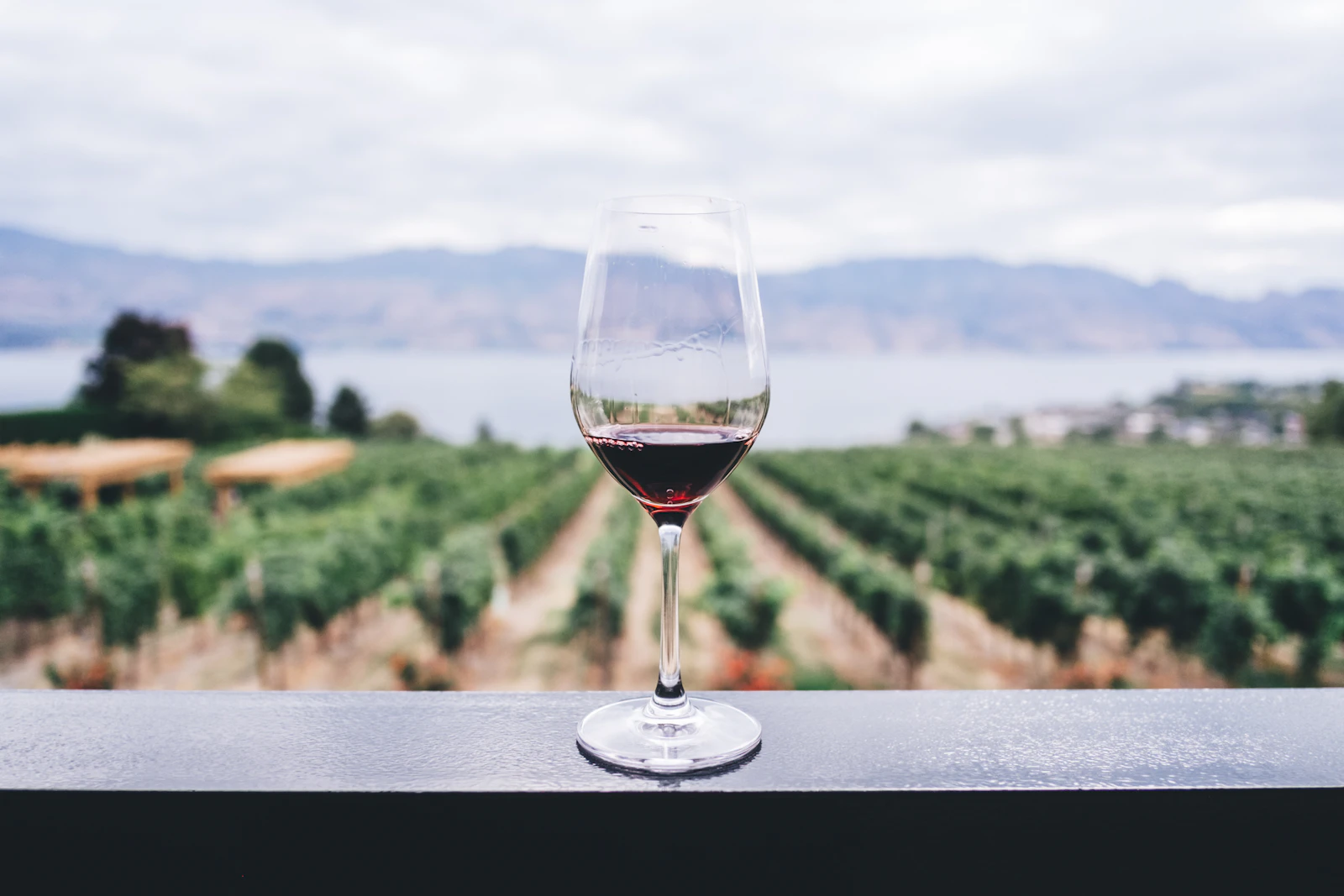 Un calice di vino davanti ai filari